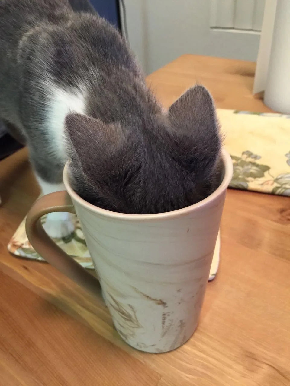 Our Family of Two: A New Family Member （2015.6～10）