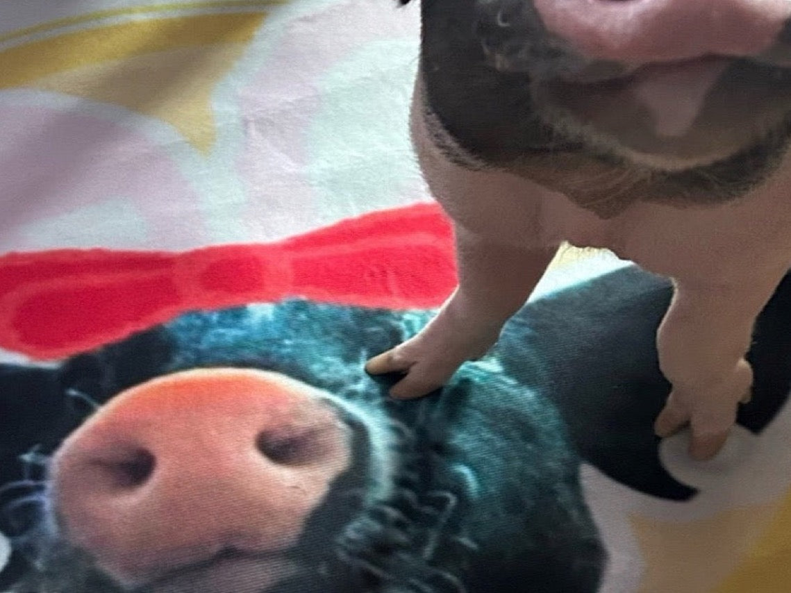 Custom Pet Portrait Plush Mat